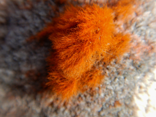 Trentepohlia (alternate view 6)
