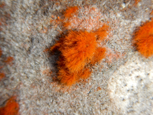 Trentepohlia (alternate view 7)