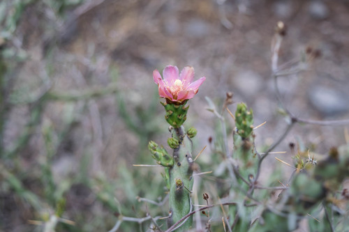 Cylindropuntia kleiniae (Klein's Cholla)