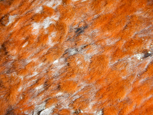 Trentepohlia (alternate view 8)
