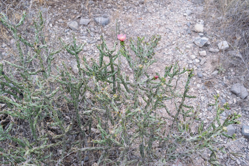 Cylindropuntia kleiniae (Klein's Cholla)