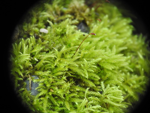 Brachythecium rutabulum (Rough-stalked Feather-moss)