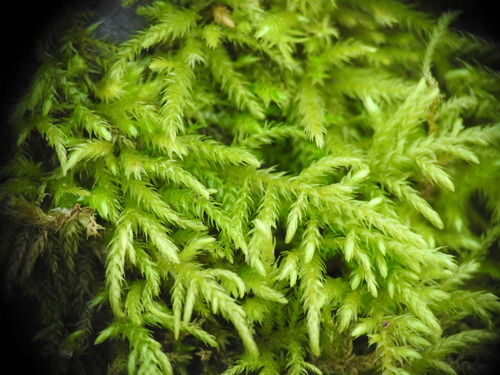 Brachythecium rutabulum (Rough-stalked Feather-moss)