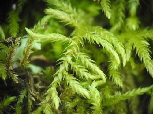 Brachythecium rutabulum (Rough-stalked Feather-moss)
