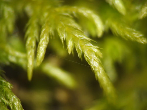 Brachythecium rutabulum (Rough-stalked Feather-moss)