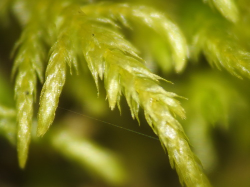 Brachythecium rutabulum (Rough-stalked Feather-moss)