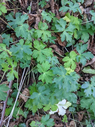 Sanicula europaea (wood sanicle)