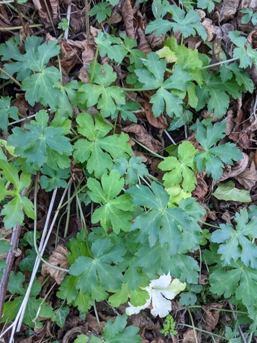 Sanicula europaea (wood sanicle)