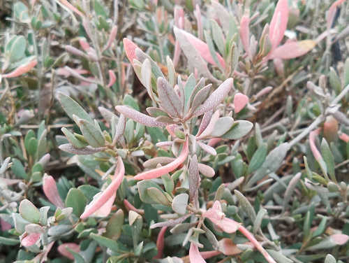 Atriplex portulacoides (Sea-purslane)