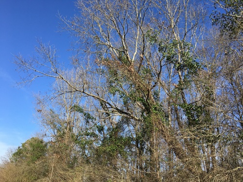 Smilax smallii (Lanceleaf Greenbrier) (alternate view 2)