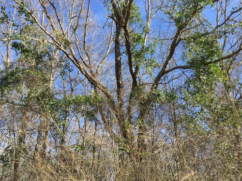 Smilax smallii (Lanceleaf Greenbrier) (alternate view 3)