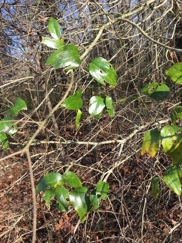 Smilax smallii (Lanceleaf Greenbrier) (alternate view 4)