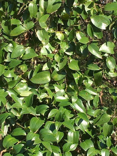 Smilax smallii (Lanceleaf Greenbrier)