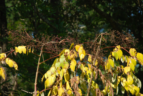 Aralia elata (Japanese angelica tree)
