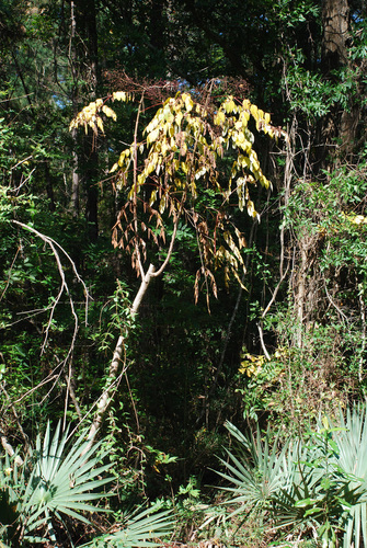 Aralia elata (Japanese angelica tree) (alternate view 2)