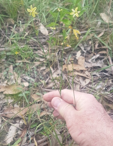 Tricoryne elatior (yellow rush-lily) (alternate view 6)