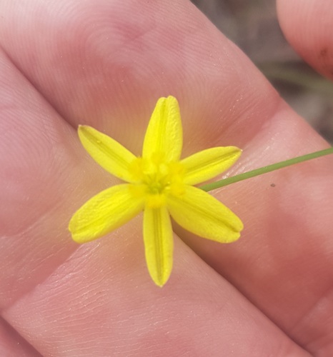Tricoryne elatior (yellow rush-lily) (alternate view 7)