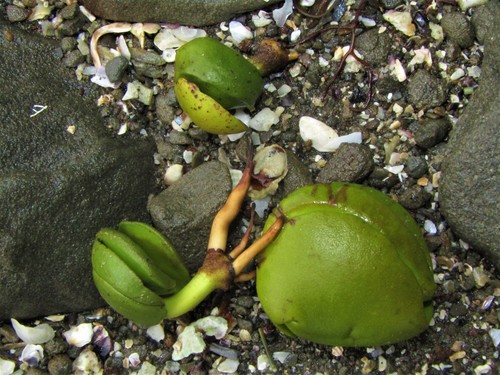 Avicennia marina (Grey Mangrove) (alternate view 6)