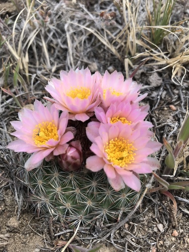 Pediocactus simpsonii (Mountain Ball Cactus) (alternate view 5)