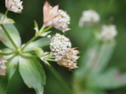 Astrantia major (Great Masterwort) (alternate view 6)