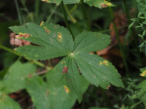 Astrantia major (Great Masterwort) (alternate view 7)