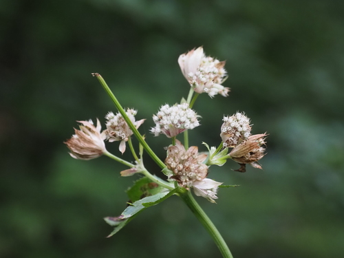 Astrantia major (Great Masterwort) (alternate view 8)