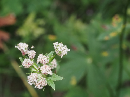 Astrantia major (Great Masterwort) (alternate view 9)