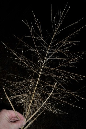 Eragrostis spectabilis (Purple Lovegrass)