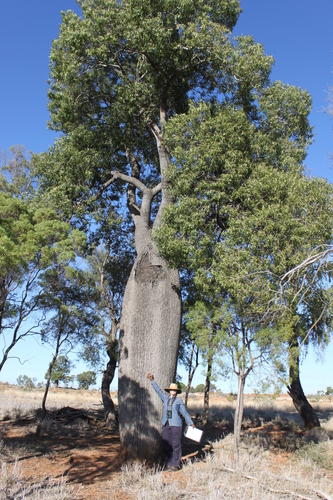 Brachychiton rupestris (Queensland Bottle Tree)