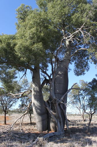 Brachychiton rupestris (Queensland Bottle Tree) (alternate view 2)