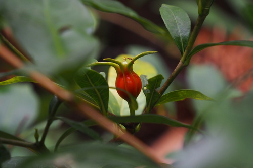 Gardenia jasminoides (Gardenia)