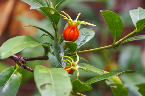 Gardenia jasminoides (Gardenia)