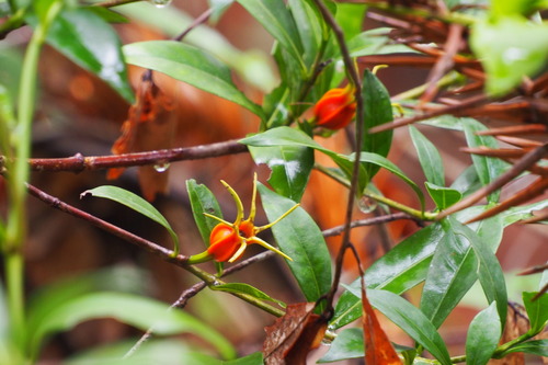 Gardenia jasminoides (Gardenia)