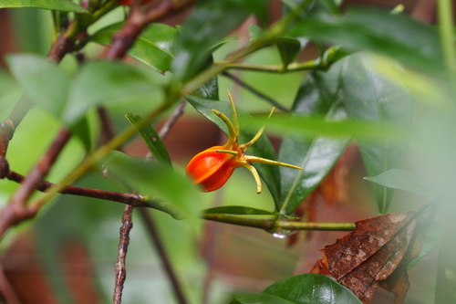 Gardenia jasminoides (Gardenia)