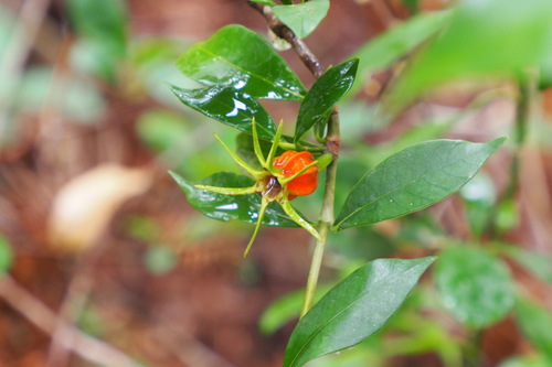 Gardenia jasminoides (Gardenia)