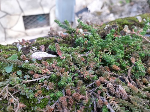 Sedum sexangulare (alternate view 6)