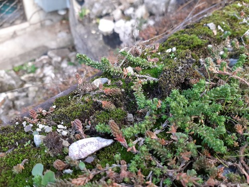 Sedum sexangulare (alternate view 7)