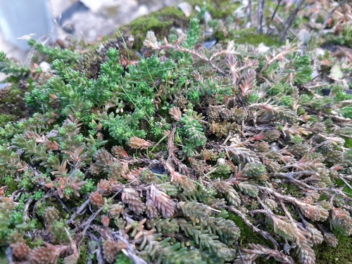 Sedum sexangulare (alternate view 5)