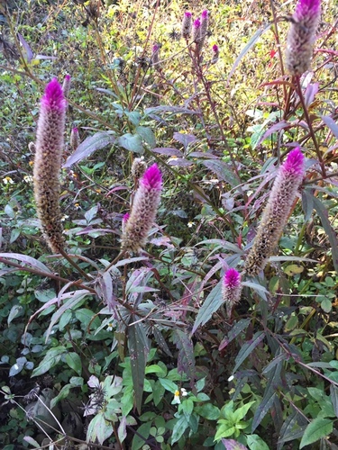Celosia argentea (Cockscomb)