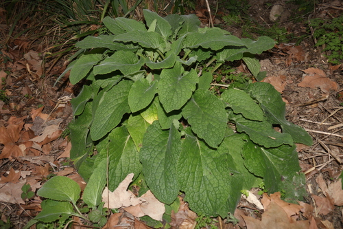 Symphytum orientale (Soft Comfrey)