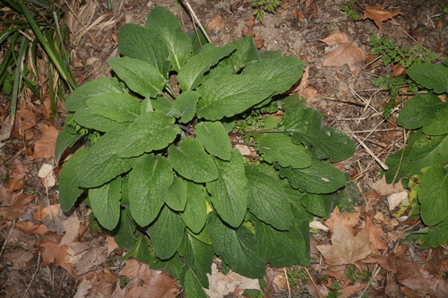 Symphytum orientale (Soft Comfrey)