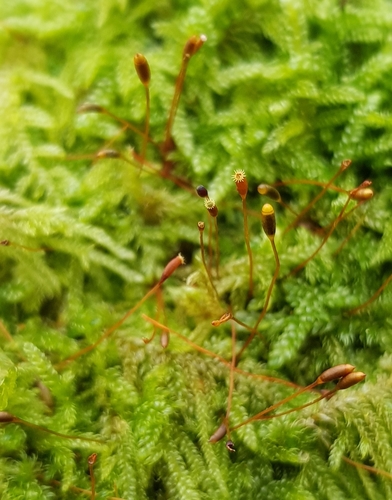Hypnum andoi (mamillate plait-moss)