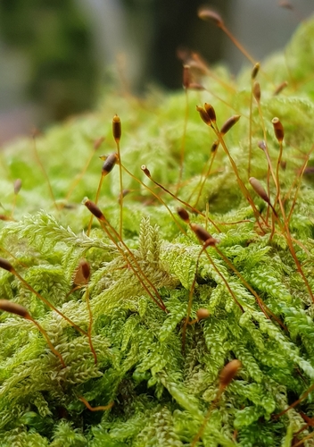 Hypnum andoi (mamillate plait-moss)
