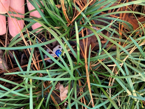 Ophiopogon japonicus (Mondo Grass)