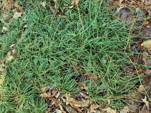 Ophiopogon japonicus (Mondo Grass)