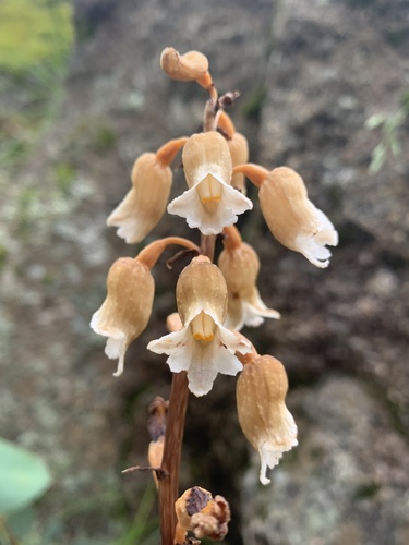 Gastrodia sesamoides (Cinnamon Bells) (alternate view 6)