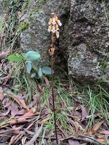 Gastrodia sesamoides (Cinnamon Bells) (alternate view 7)
