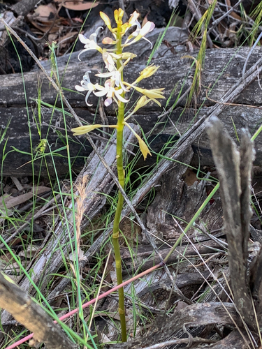 Dipodium roseum (Rosy Hyacinth Orchid) (alternate view 8)