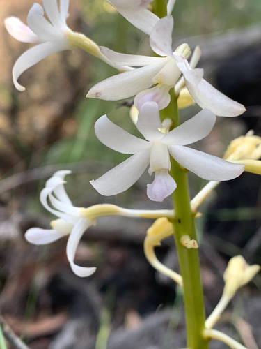 Dipodium roseum (Rosy Hyacinth Orchid) (alternate view 6)