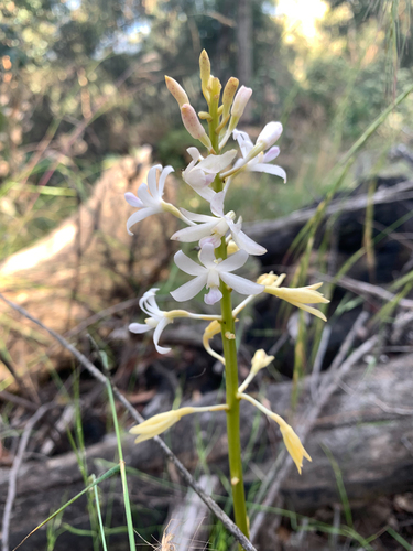 Dipodium roseum (Rosy Hyacinth Orchid) (alternate view 7)